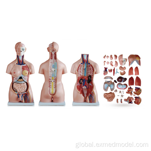 Endocrine System Unisex Human Torso 85cm Factory